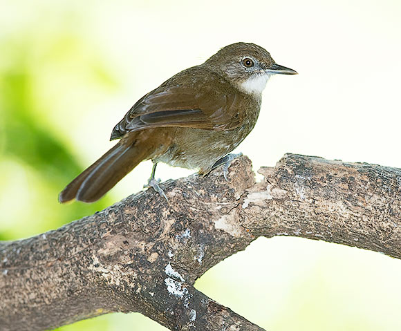 Terrestrial Brownbul